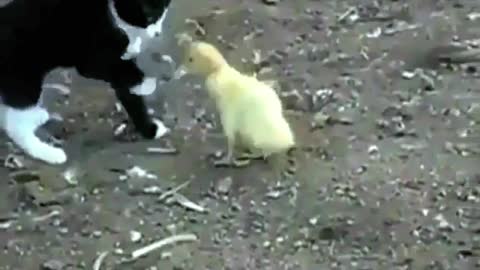 The cat and the duckling went up against each other and you'd never guess!