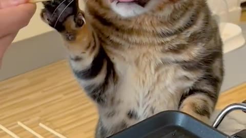 Funny Cat Video