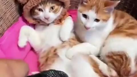 Cat Videos