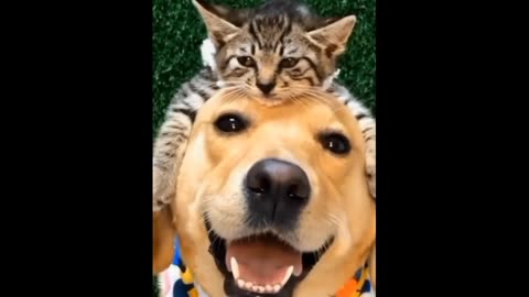 Funny vedio funny animal vedio 2023 funny vedio cat and dogs funny video