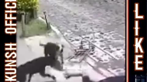 Pitbull Encounter: A Wild Moment with Dogs in Action!