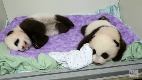 The Squirmy and Noisy Panda Cubs