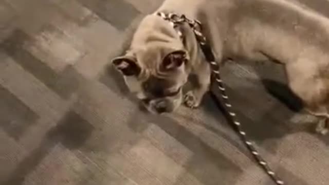 FUNNY ANIMALS VIDEO FOR ANIMAL LOVERS: