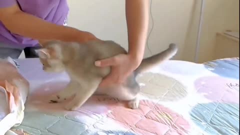 A cat that doesn't help