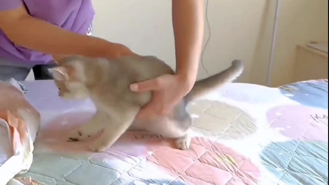 A cat that doesn't help