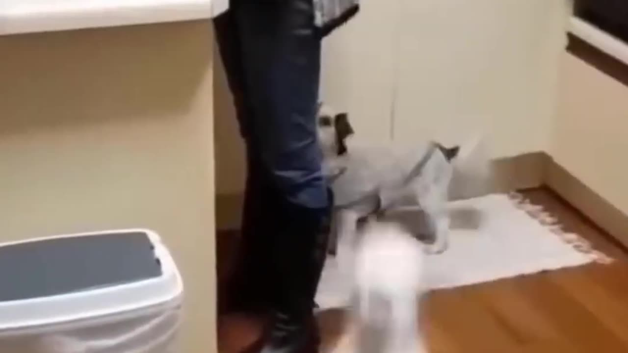 Funny Animal Videos 2022 - Funniest Cats And Dogs Video