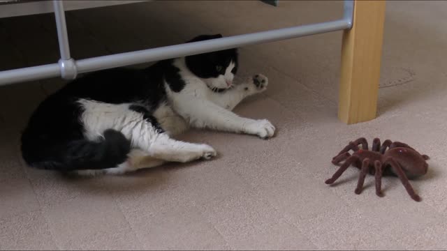 Black and white cat play with robot spider