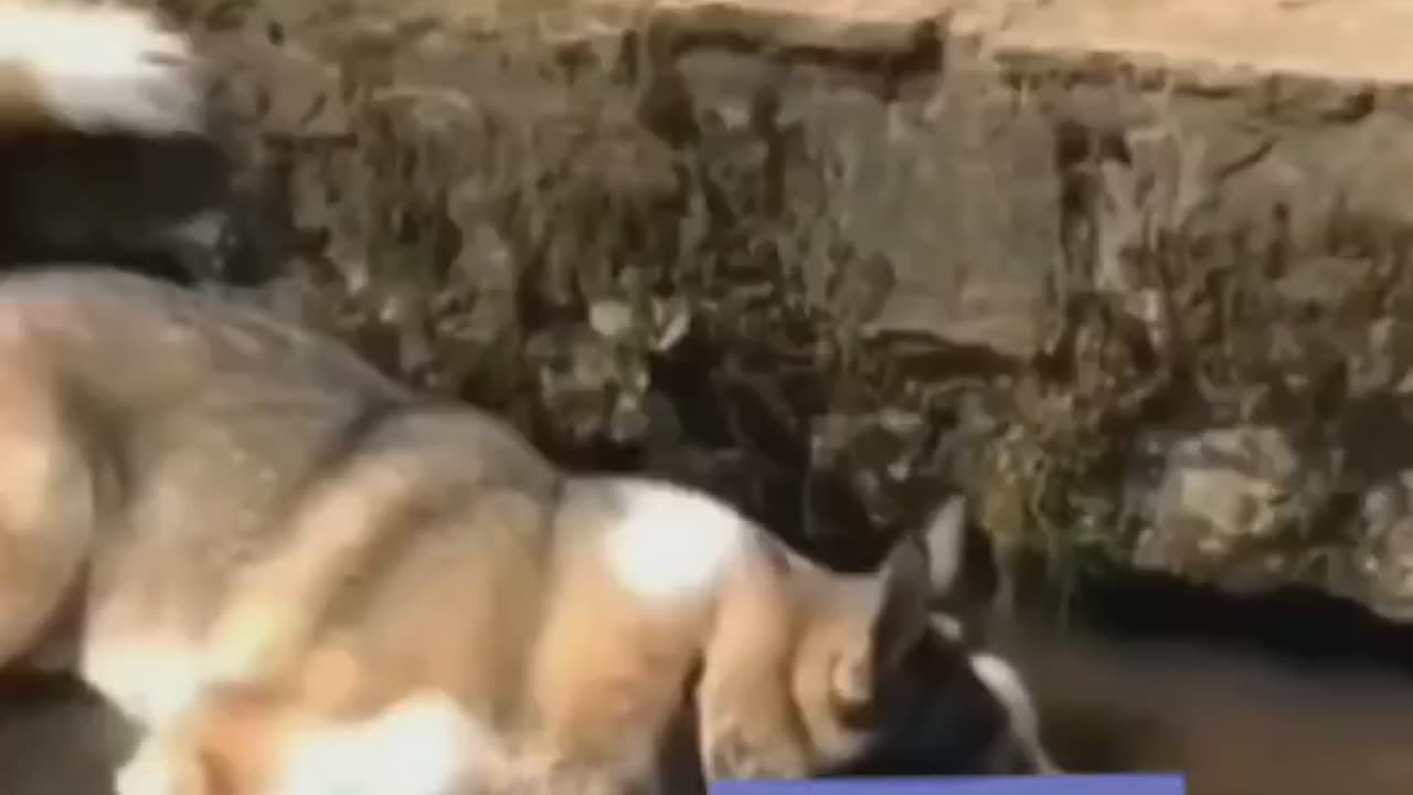 crazy and funny animals video_2023_04