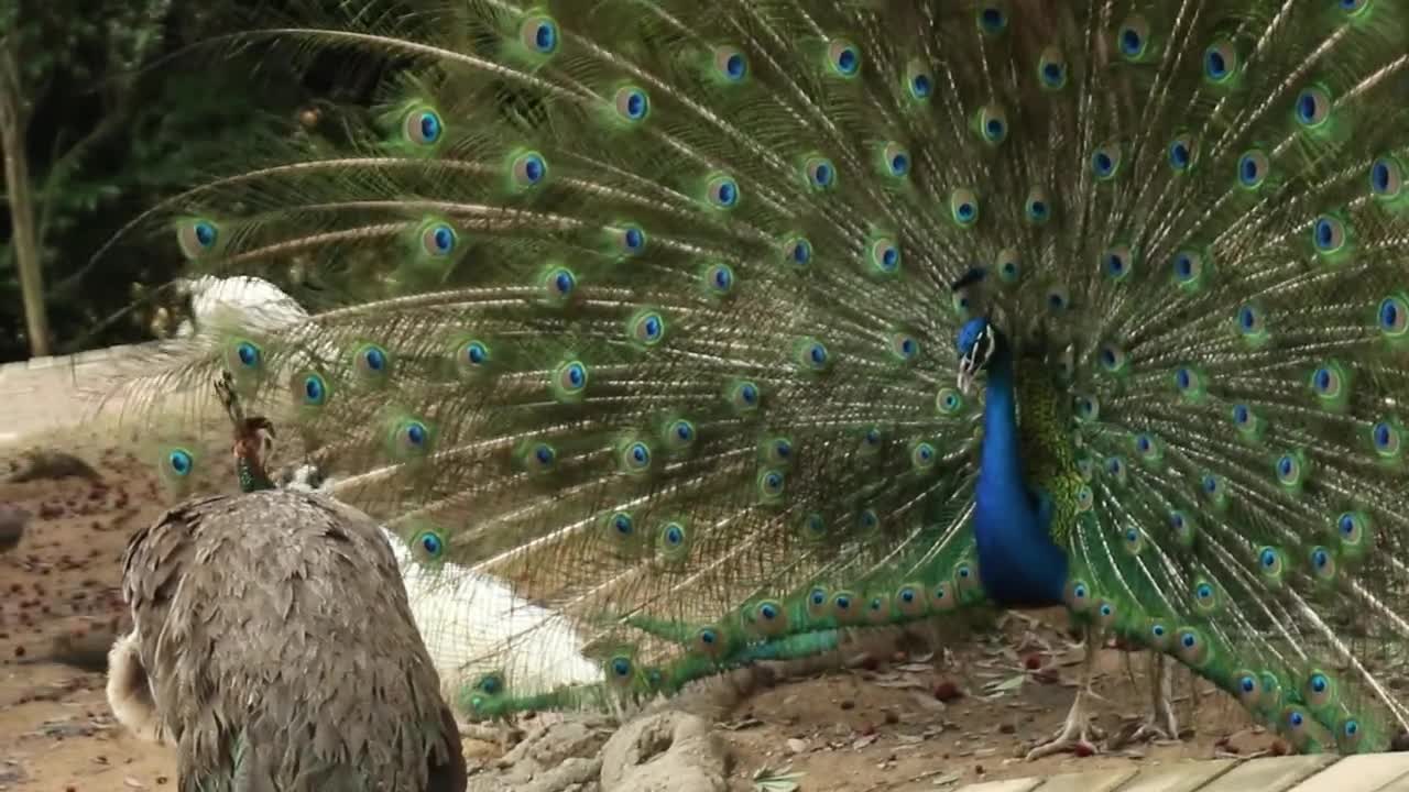 peacocks