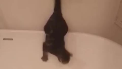 Cute Cat Funny Video