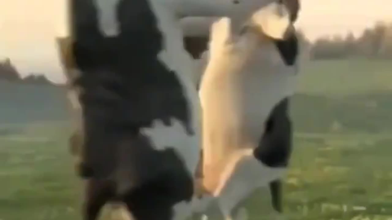 Cow funny dance video