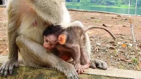 Poor Baby Patricia monkey Cry Until No Active After Mom Patty Leave from she - YouTube