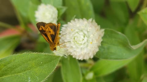 Bugs and flower