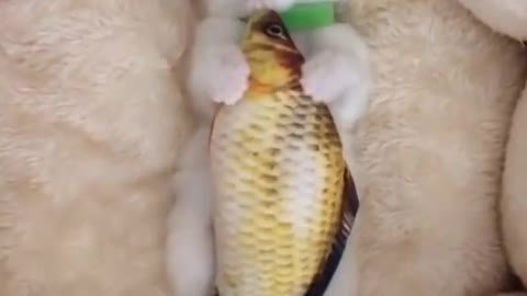 Cutest Kitten Asleep With His Fishy Toy In Arms! ~ Funny Cat Video