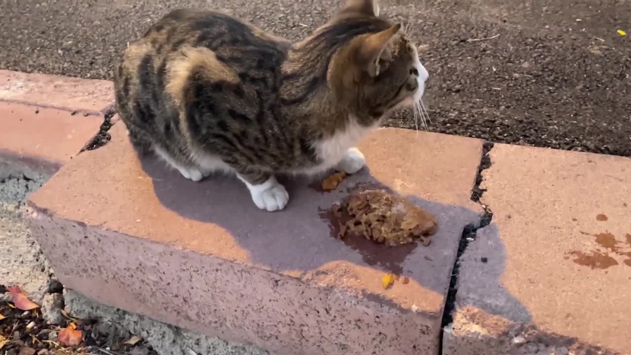 Cute poor cats followed me for food