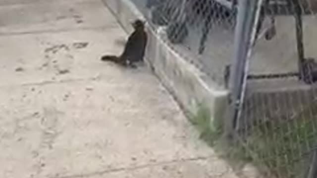 Brave cat wants to attack on dog under net !amazing