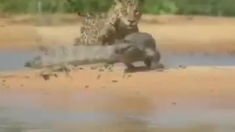 jaguars eat crocodiles