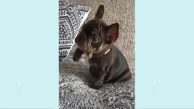 Funny video of puppy 1