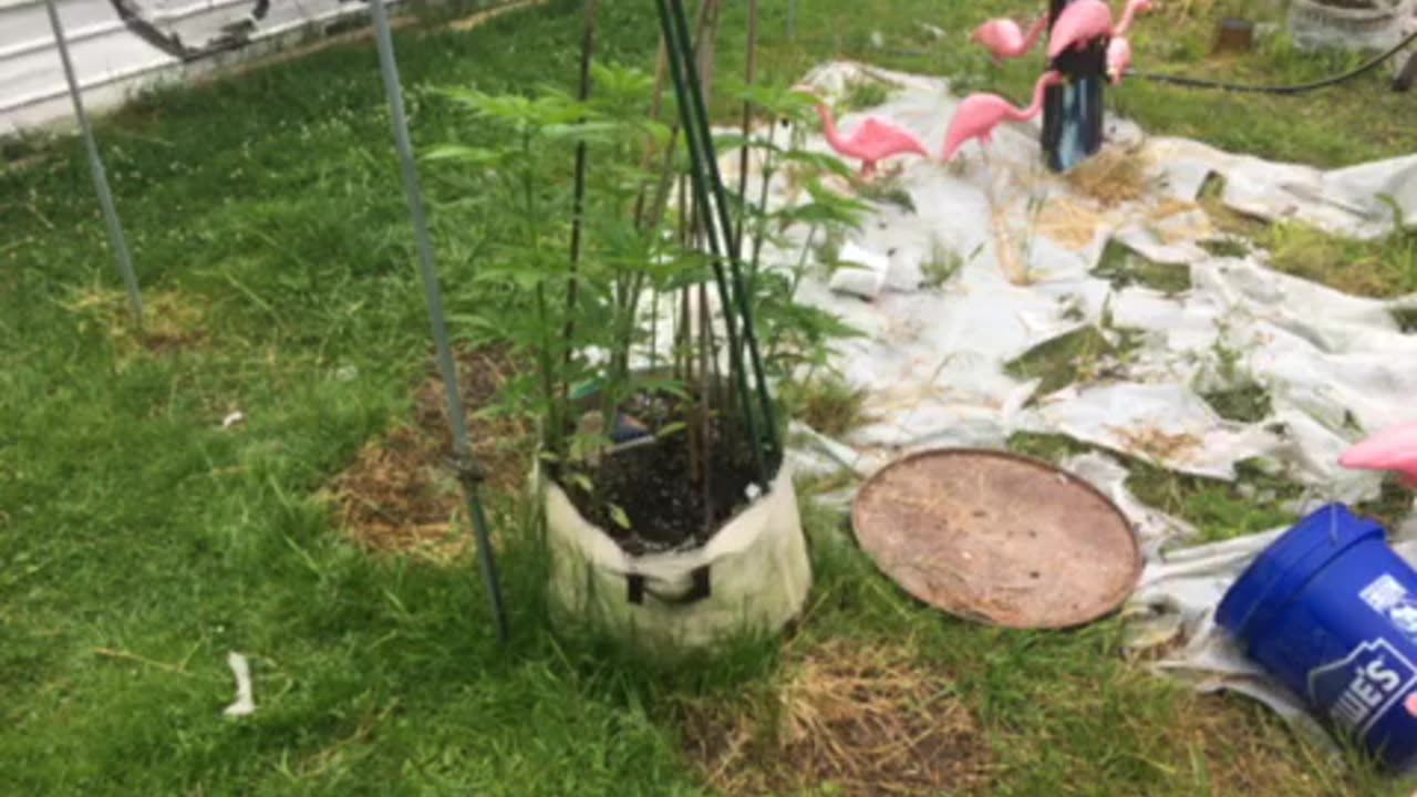 Chickens 🐓 home to roost p 1