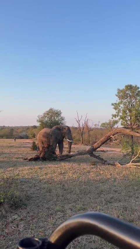 Power of Nature I Elephant 🐘 Remove Tree from Ground