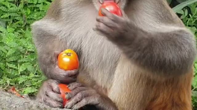 Funny monkey video clips