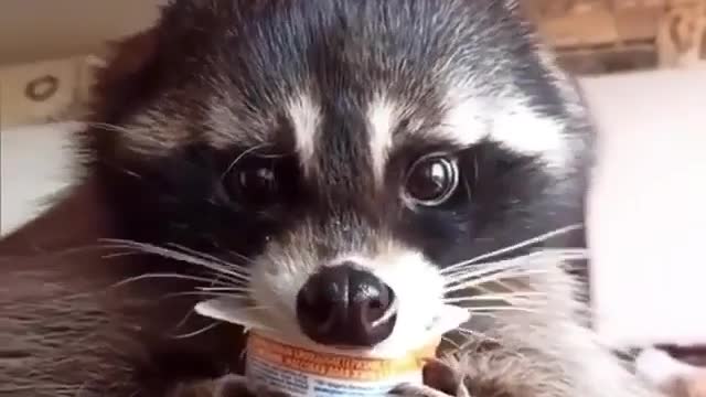 raccoon eats