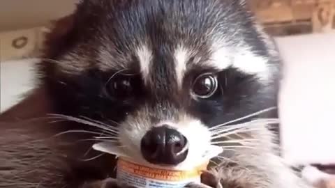 raccoon eats