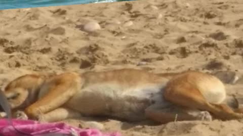 A dog enjoying the Sea Sun كلب يستمتع بشمس البحر