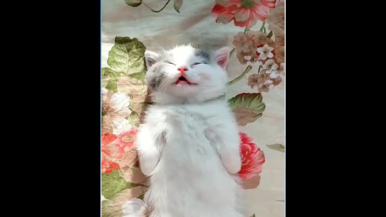 💘😹 🐶🤣 #baby #Cats #Cute #Funny #Cat #Videos #Compilation #funny #funnyvideo #animals