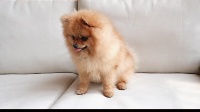 Cute funny dogs