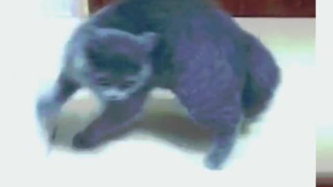 Cats, charming kittens, really memorable, clingy cats,