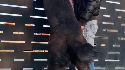 Το λουράκι θα είναι διακοσμητικό, σωστά;
