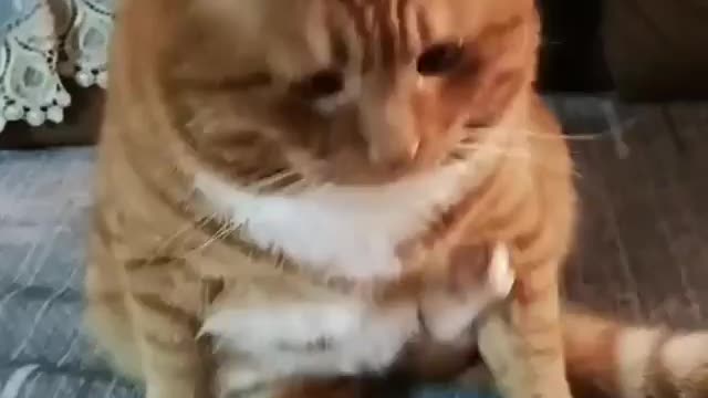 Funniest cat on internet