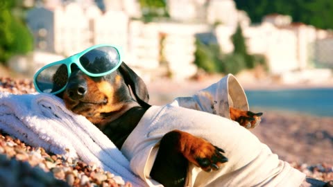 Funny Dog wearing glasses on the beach #Puppy #doglife #Youtube #Rumble#Pets