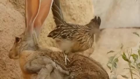 Roadrunner Jumps on Jackrabbit #shorts #viral #shortsvideo #video