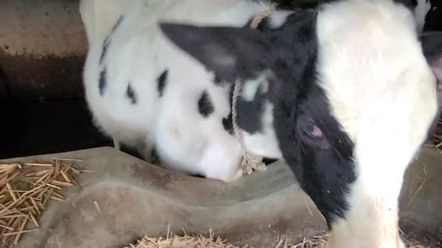 Cute Cow Tries to Lick Camera