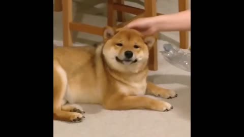 Baby Dogs Cute and Funny Dog