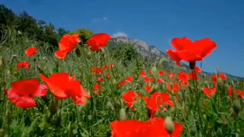 The Secret Language of Flowers 🌸🌺