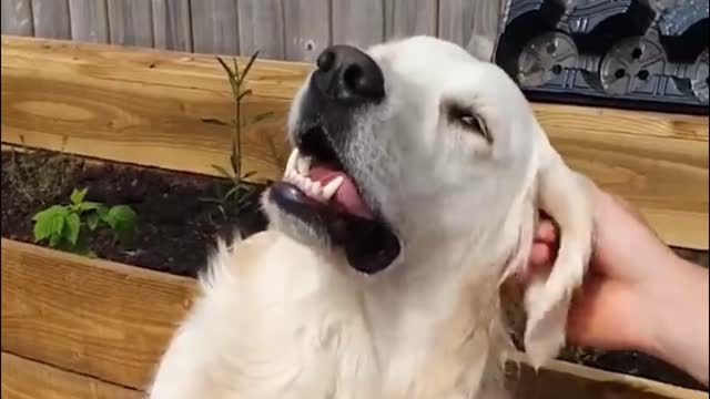 The joy of teasing a dog