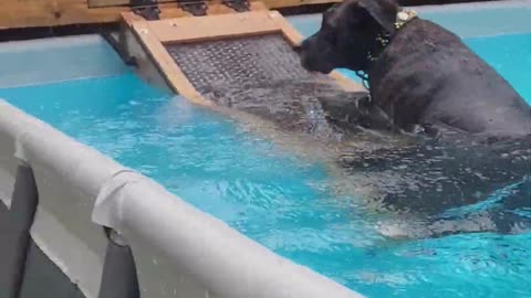 Rain Can't Stop Water-Loving Dog From Taking a Swim || Viral Verse