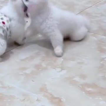 🤣 Big quarrel between the little whites!!! 🤣 #shorts