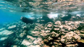 Gigantic bull sea lion tries to bite swimmer in Galapagos Islands