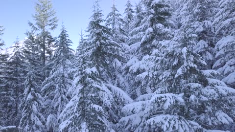 Natural Winter Recorded in 4k resolution