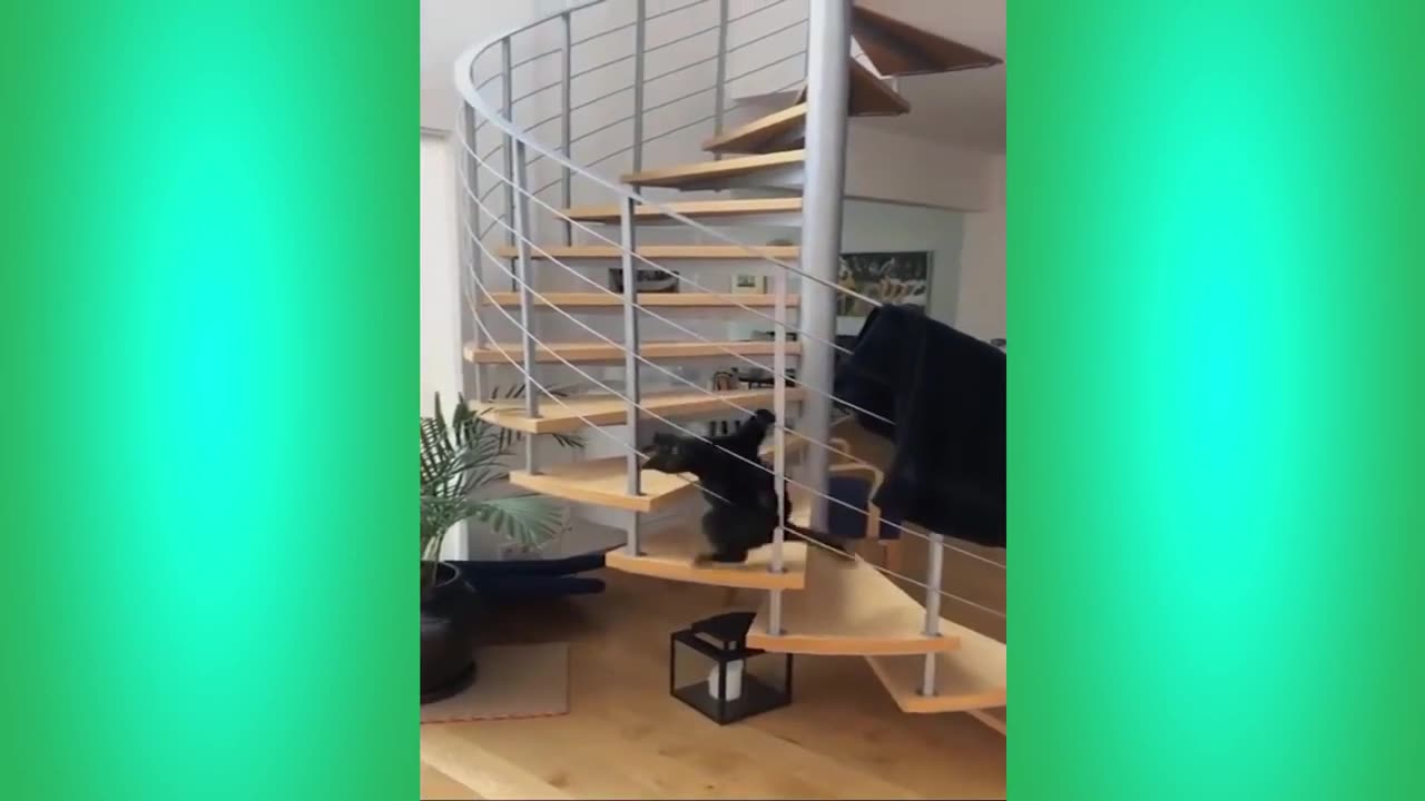 Try Not To Laugh Cats Cute Reactions - Funny Cat Videos #67