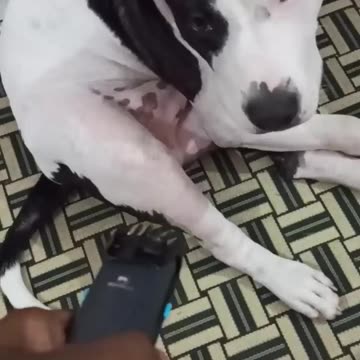 My dog is smarter than husky and chihuahua