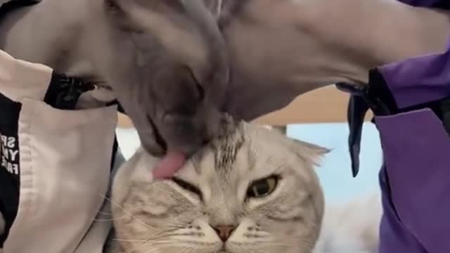 I sense the cat in the middle must be frustrated