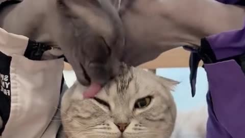 I sense the cat in the middle must be frustrated