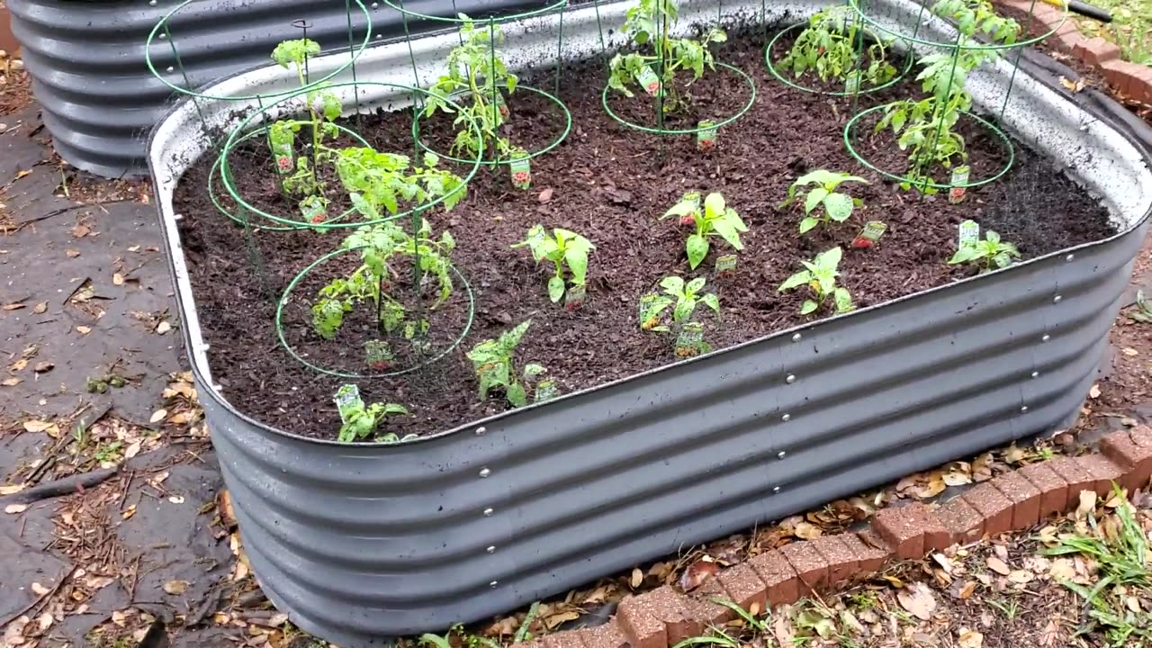 Homestead garden utilizing multiple raised beds *Part #23