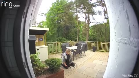 When Animals Showing Love to Human by Their Cute Way