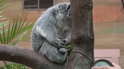 Baby koala Oobi-Ooobi uit buidel Guwara